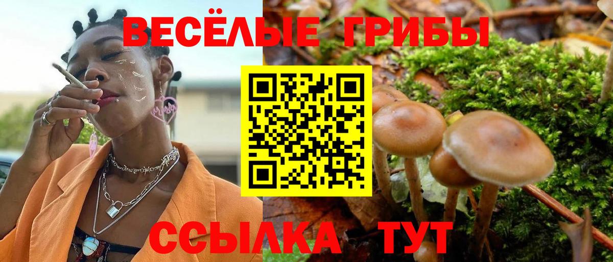 Галлюциногенные грибы Psilocybe Ступино